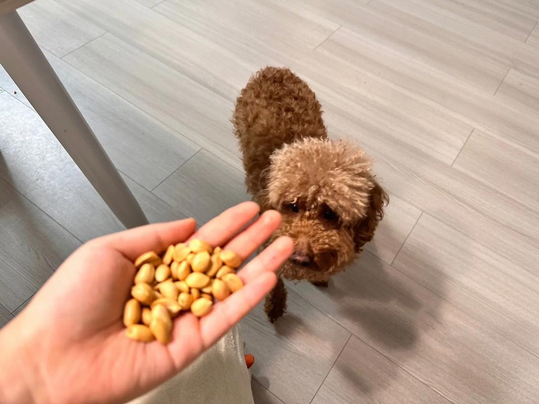 狗子吃花生米会有哪些好处?