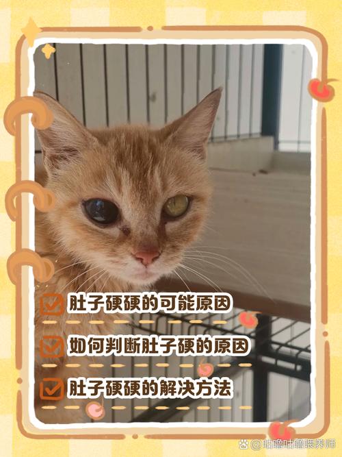 猫肚子里有个硬硬的圆球包