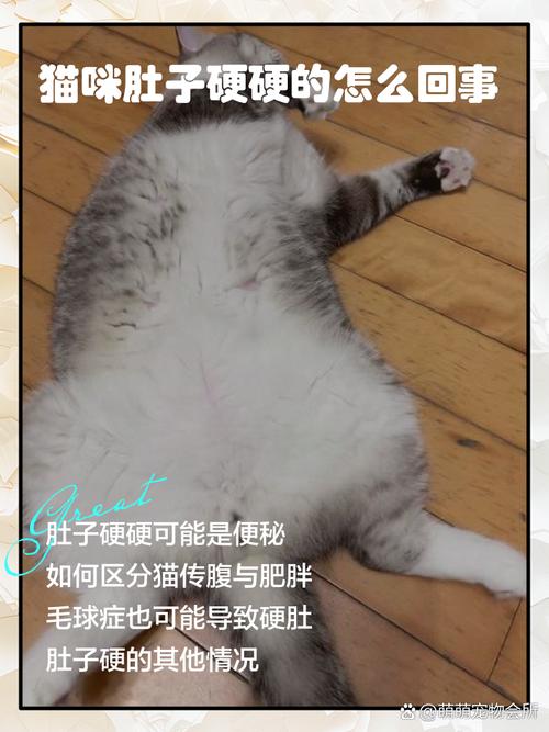 小猫生产后,肚子里还有硬块怎么回事?