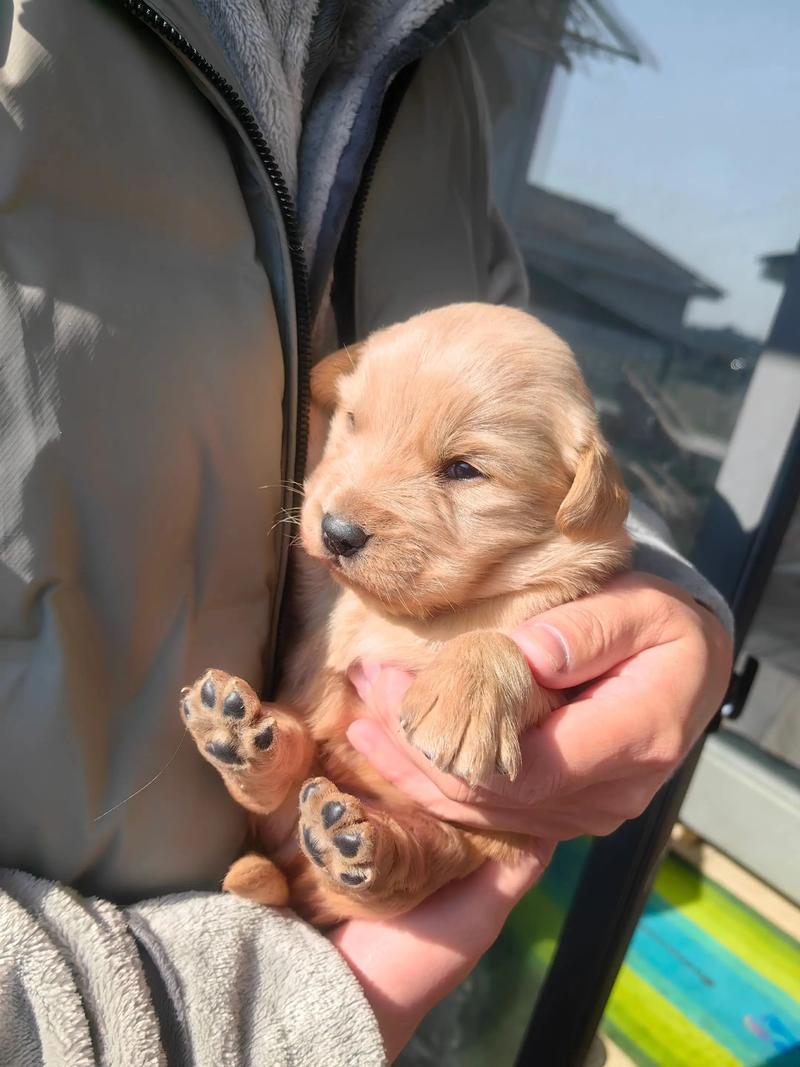 狗狗出生后几时满月