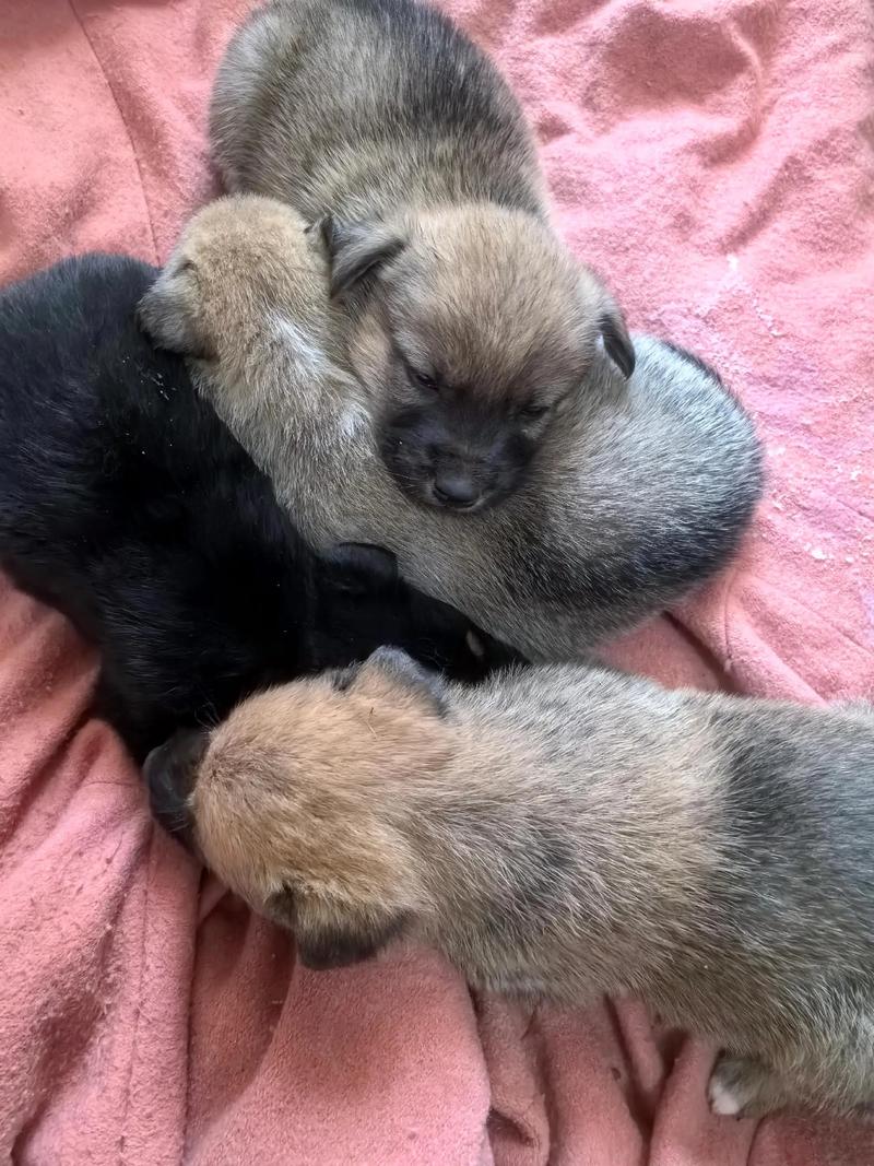 狗狗满月的时间是多少天呢?