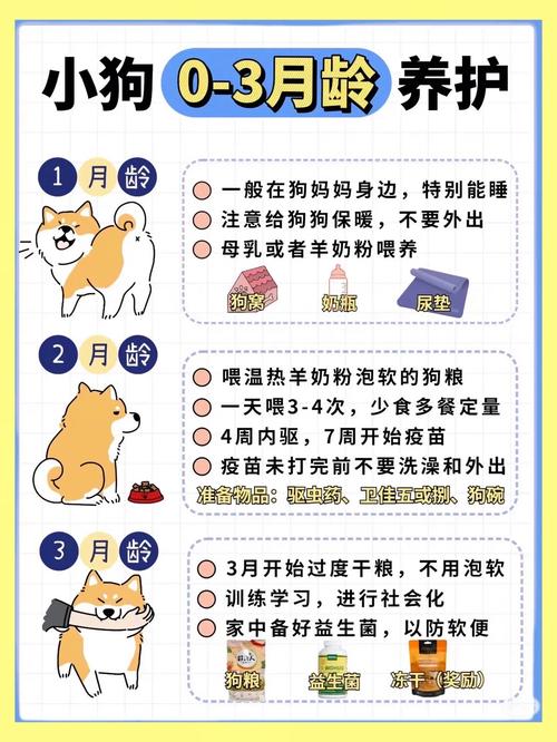 0『1』2个月幼犬喂养攻略|新手建议收藏