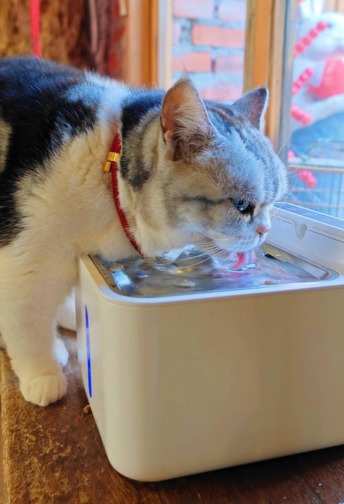 猫咪应该喝什么水