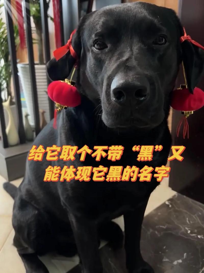 霸气网红的狗狗名字