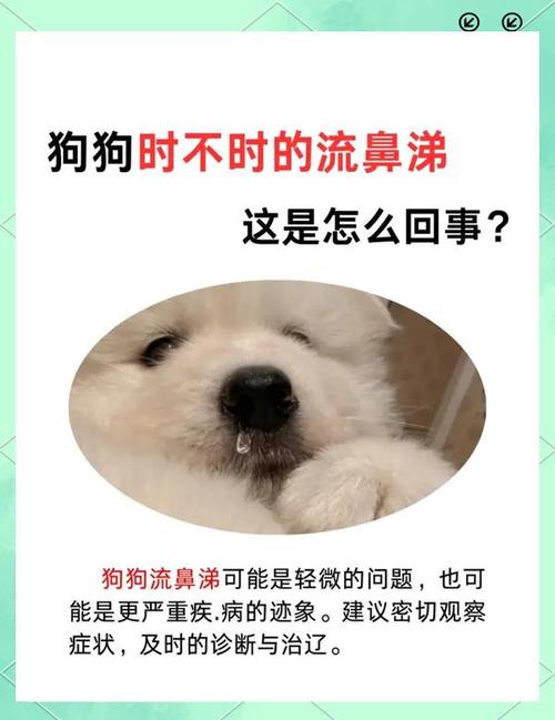 注意,狗狗流鼻涕不能打疫苗