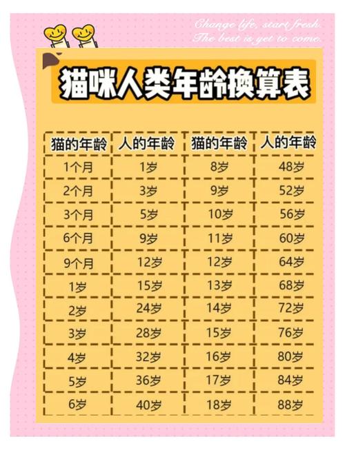 从小到老,猫咪全年龄段饲养指南!照着养,养出健康长寿猫