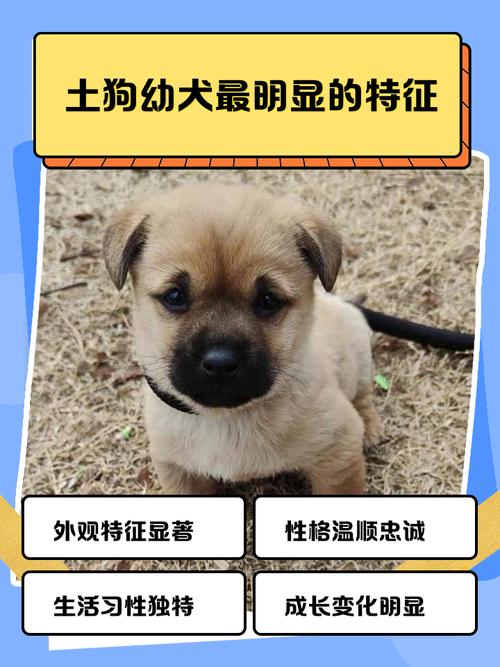 土狗不打疫苗会有事吗