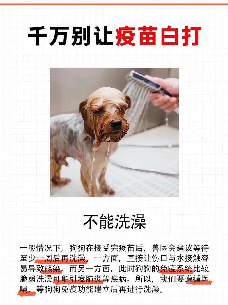 狗狗不打疫苗能行吗,以前也有朋友的狗狗不打疫苗,都几年了也没有得病...