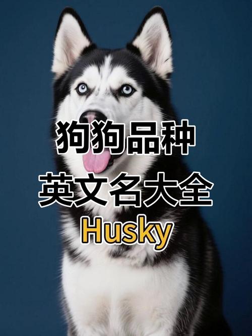 霸气网红的狗狗名字