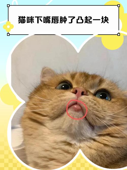 猫生病了没钱治怎么办(猫咪生病了)