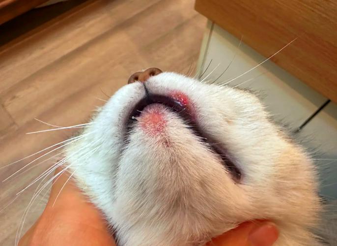 猫咪肉芽肿可治愈吗