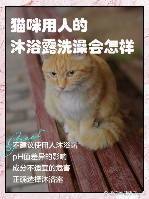 猫咪洗澡12大误区|还不看?小心要猫命