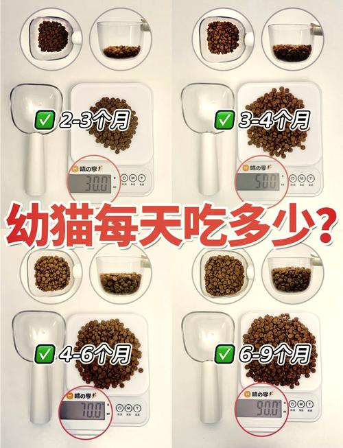 两个月的猫咪该吃什么食物?