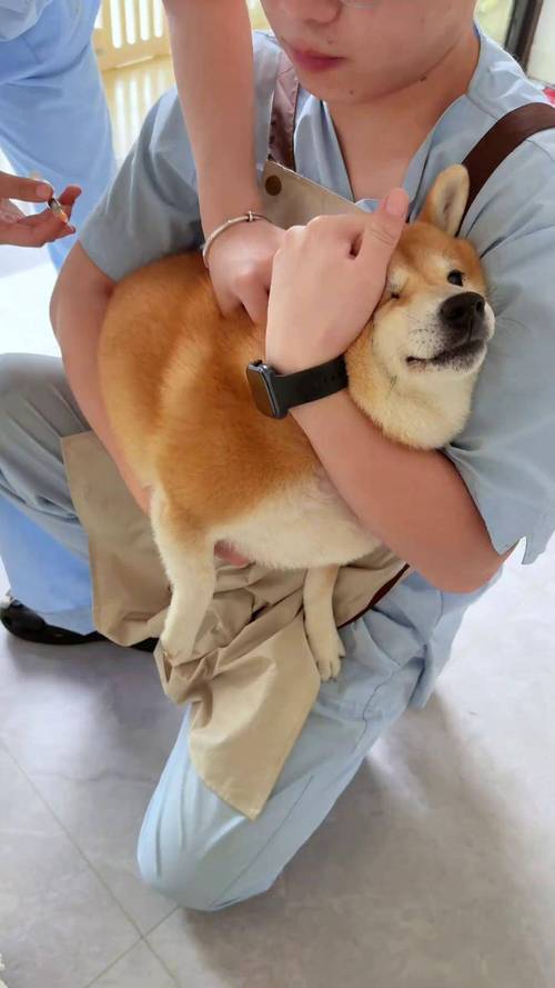 狗如果不打针会怎么样?