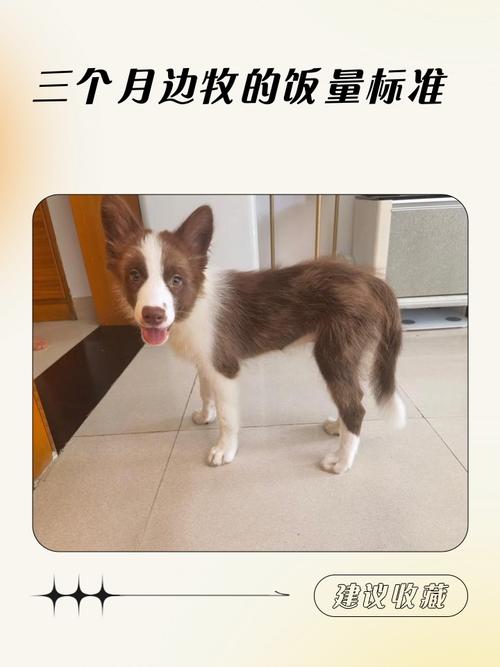 三个月大的狗狗吃什么好?