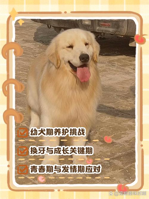 三个月大的小狗狗吃什么长的快?