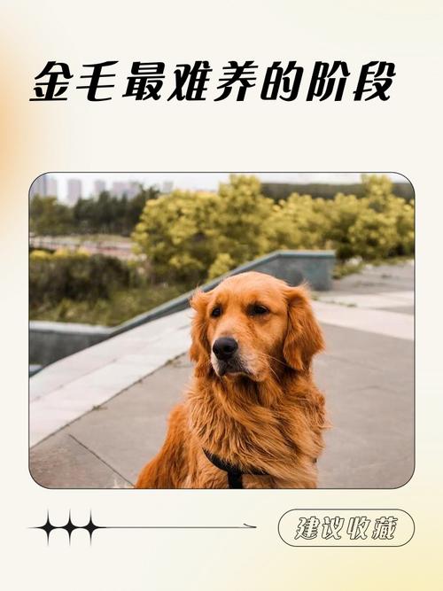 新手挑选狗粮需要了解哪些知识?如何根据自家狗狗需要挑狗粮?