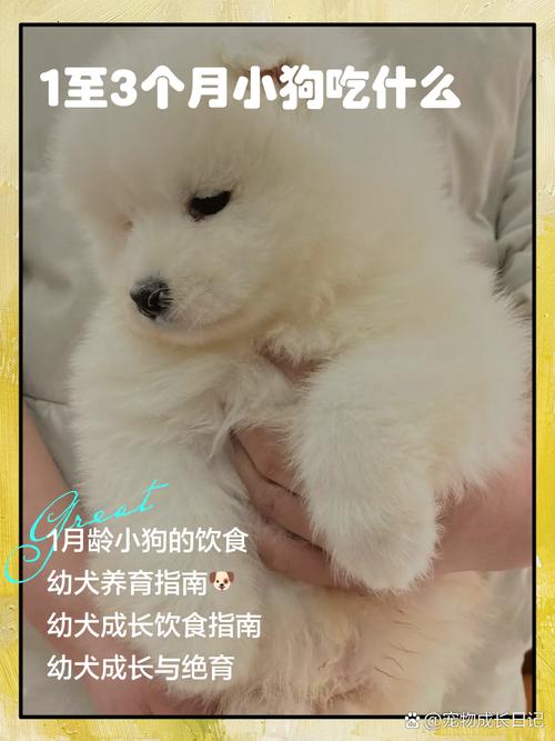 三个月的狗狗吃什么