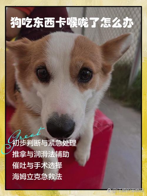 狗吃骨头卡喉咙怎么办?