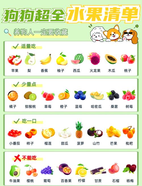 泰迪可以吃什么水果