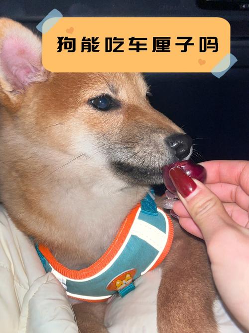 泰迪狗狗不能吃的水果有哪些