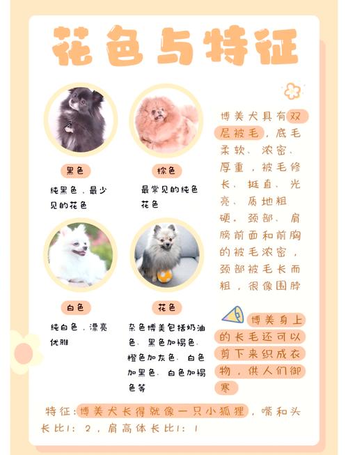 博美狗狗怎么训练