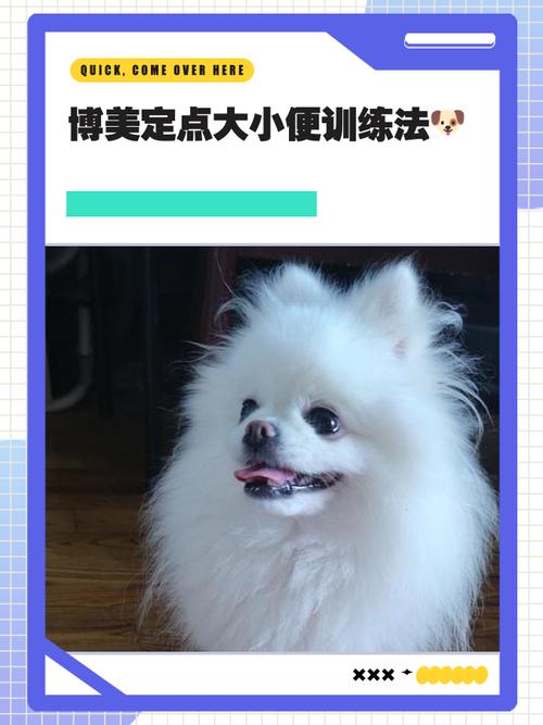博美犬越养越懒,怎么训练比较好?