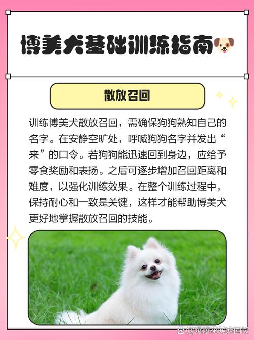 博美狗狗怎么训练才听话?