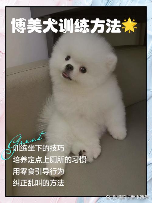 博美狗狗怎么训练它呢?