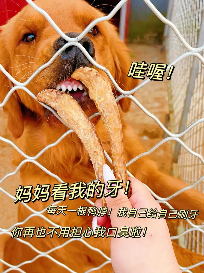 狗狗为什么能吃鸭脖子