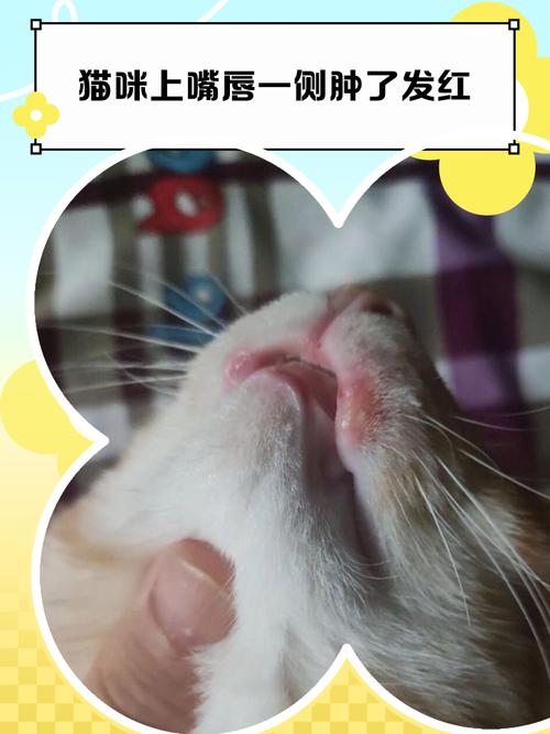 猫咪下嘴唇肉芽肿怎么治