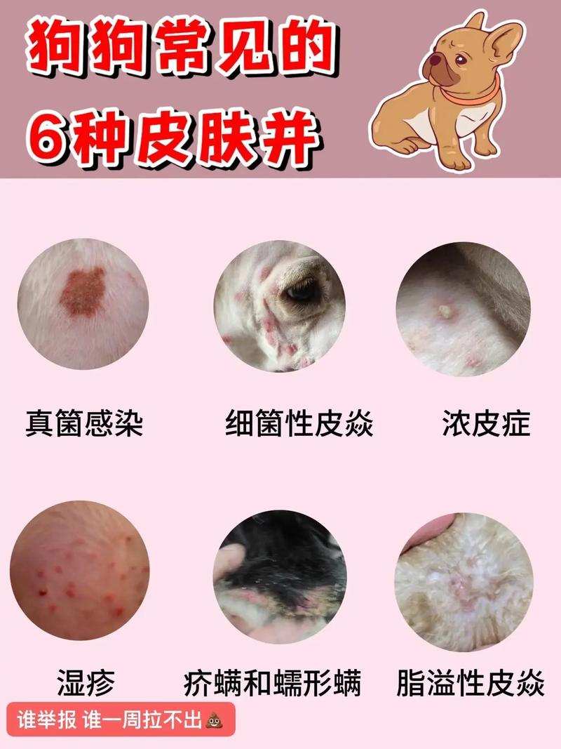 狗狗得湿疹,主人需防患于未然!