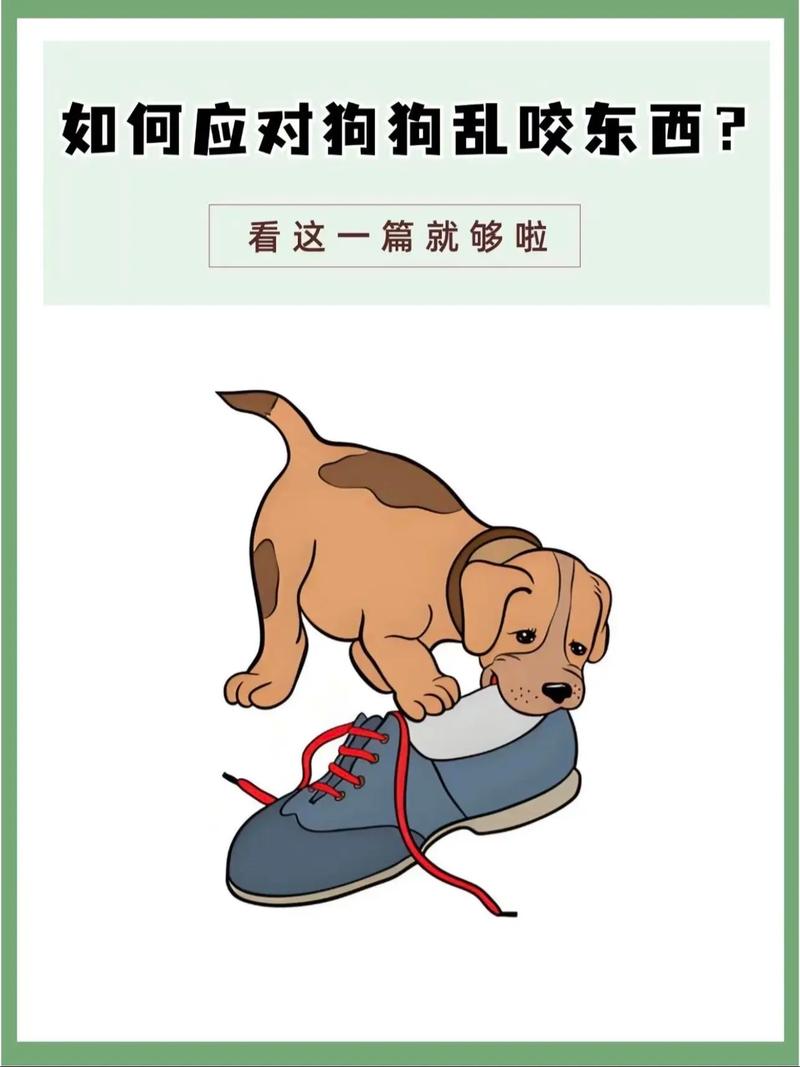 怎么改掉狗狗乱咬东西的毛病