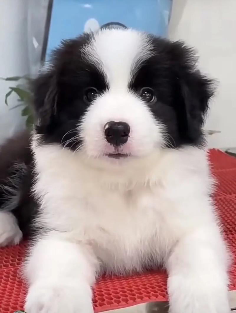 2个月大的边境牧羊犬一天吃几顿,一顿吃多少?