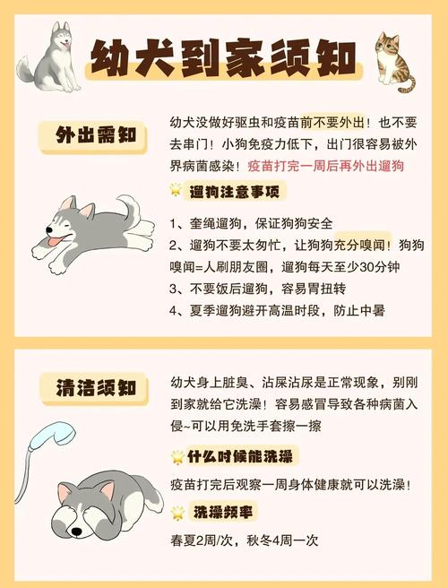 0『1』2个月幼犬喂养攻略|新手建议收藏
