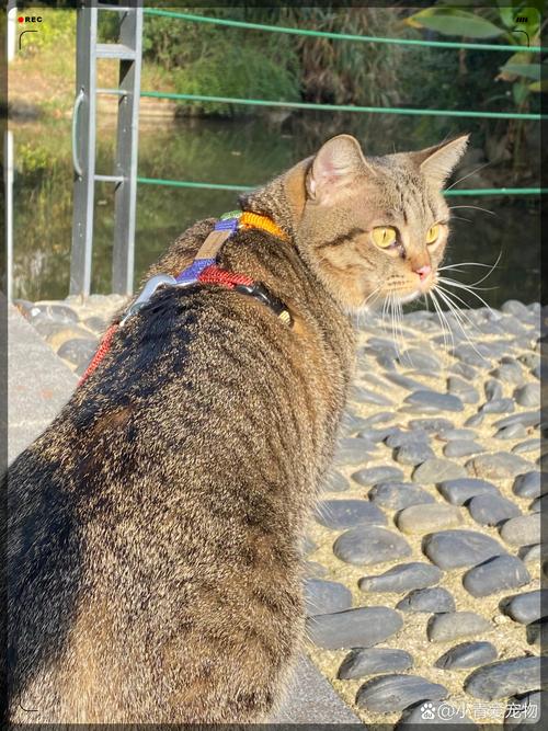 带猫出去玩好坏