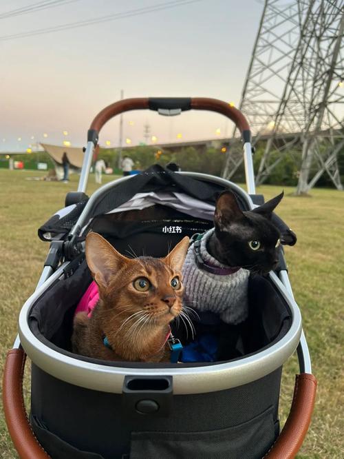 把猫带出去玩会怎么样?