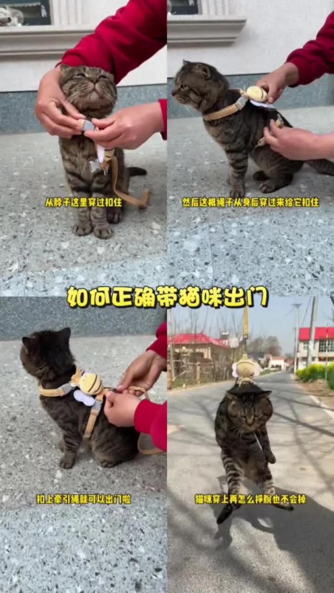 冬天可以带猫出去吗