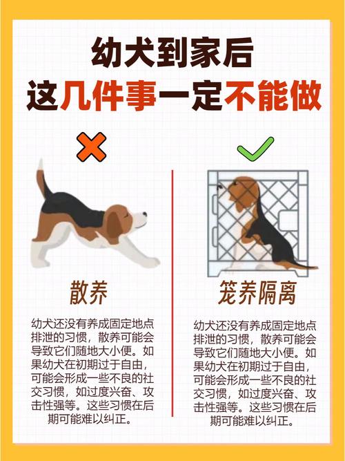 幼犬到家后6个基础训练