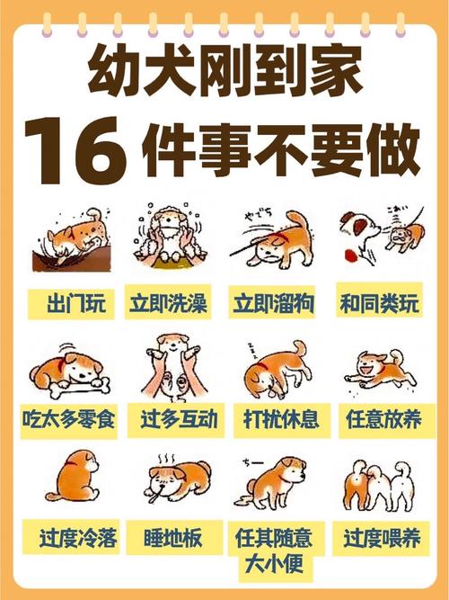 狗狗刚到家多久可以喂?
