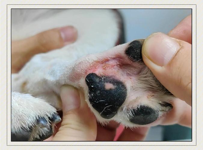 狗狗脚趾炎初期症状