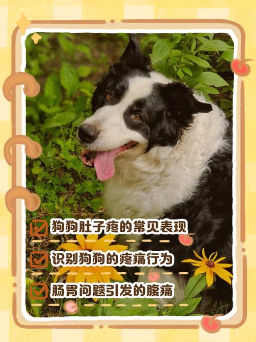 狗狗肚子痛的时候会是什么反应