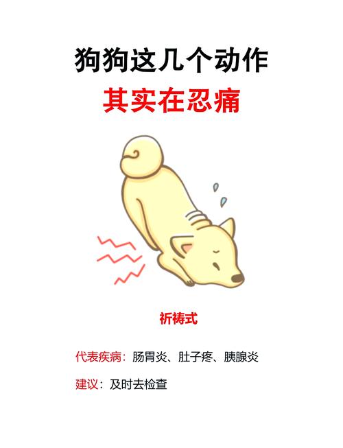 狗狗肚子痛的表现和处理方法,快速缓解狗狗肚子疼