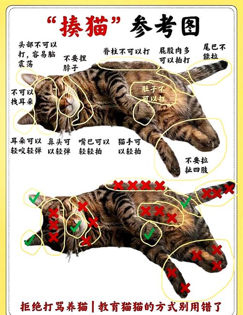 猫咪不听话把它暴打一顿怎么办