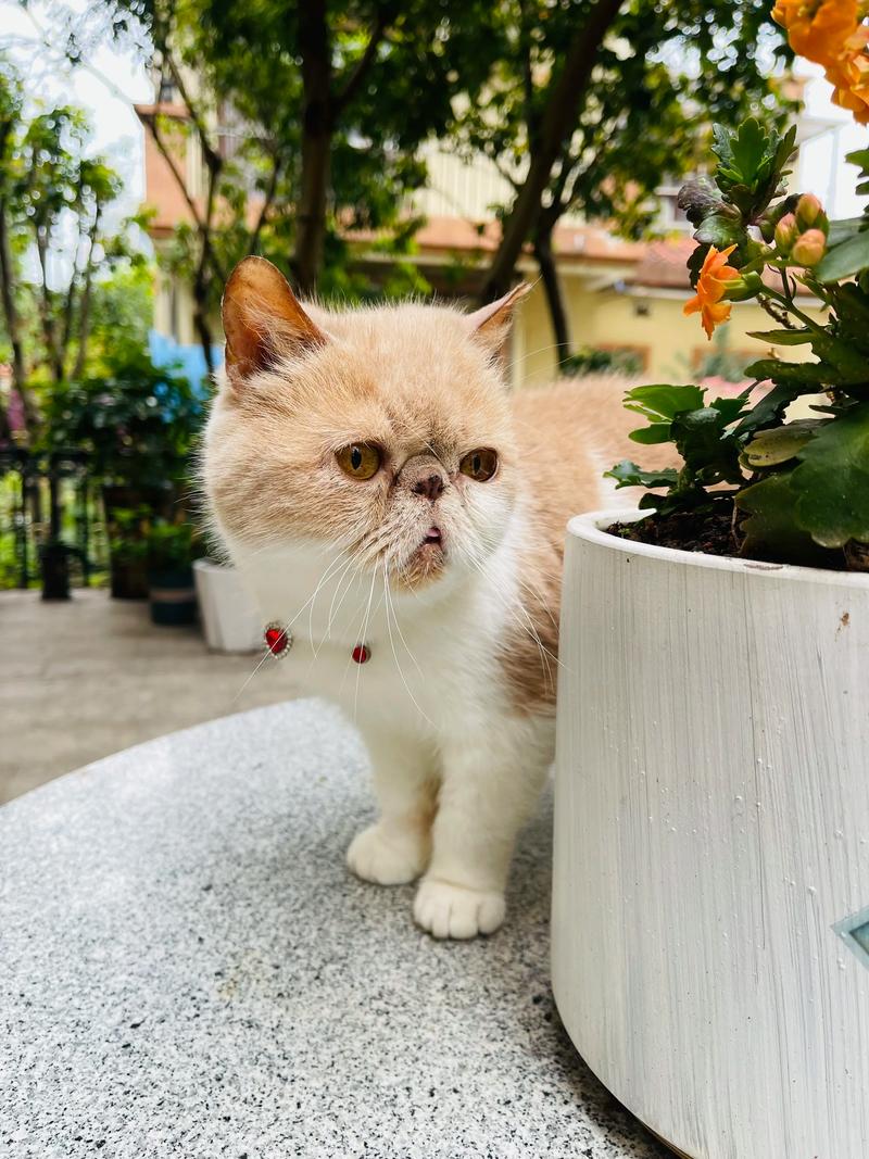 加菲猫两天没有拉屎怎么办