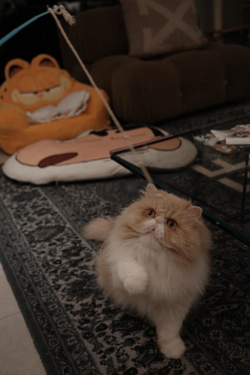猫咪2天没拉屎了,怎么办??