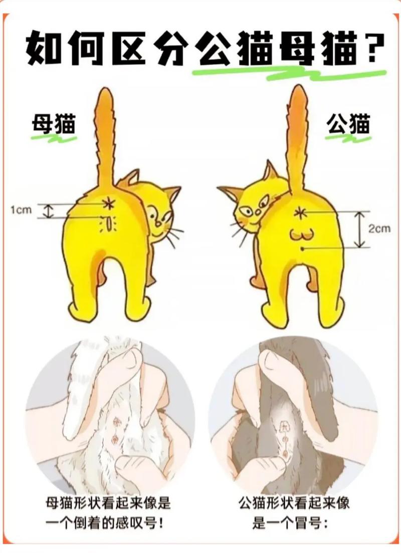 还在纠结养公猫母猫吗?先来了解一下