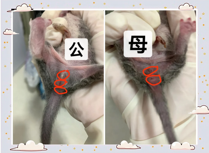 小猫怎么分辨公母