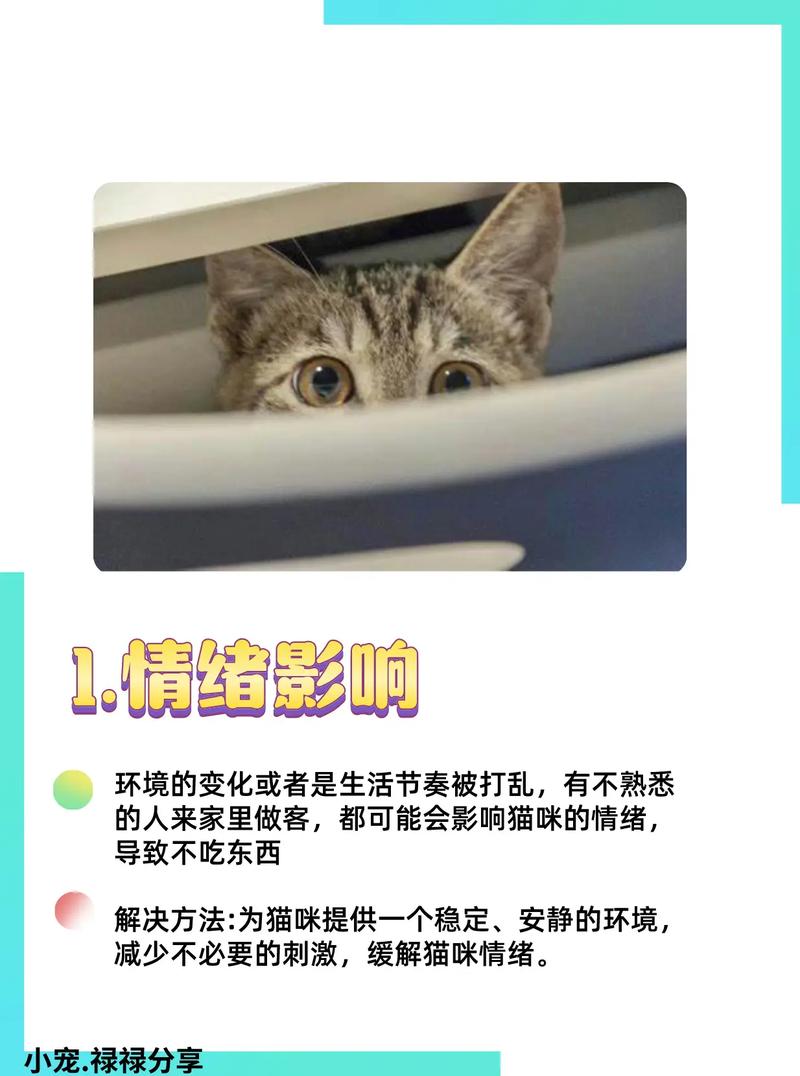 为什么天冷猫咪吃得少