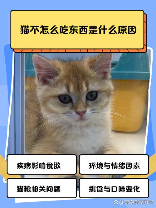 猫冬天吃东西吃的多还是少?为什么?